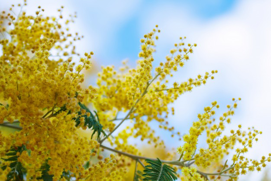 philippine acacia tree