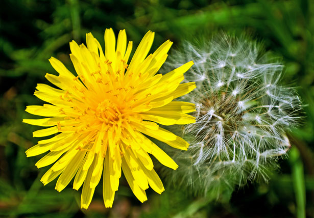 dandelion-the-flowers-express-philippines