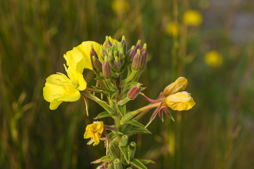 Evening Primrose