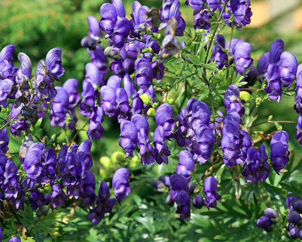 Monkshood The Flowers Express Philippines