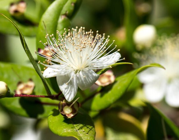 Myrtle flower, typical plants of Sardinia, Italy