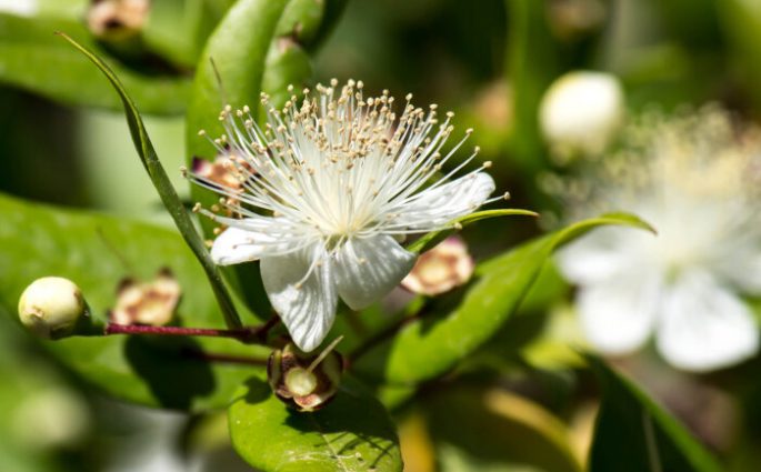 Myrtle flower, typical plants of Sardinia, Italy
