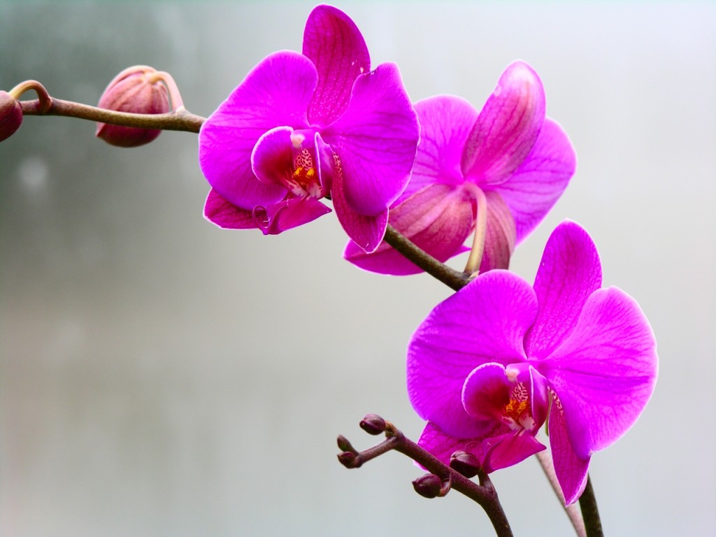 Orchid