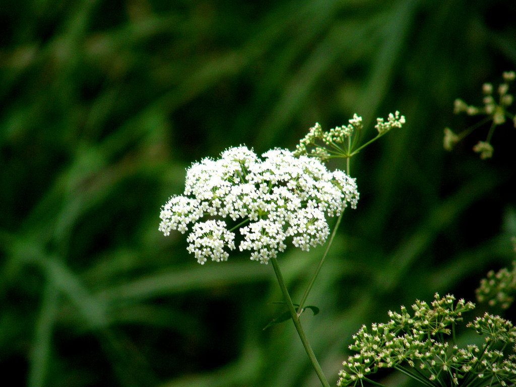 Queen Anne’s Lace