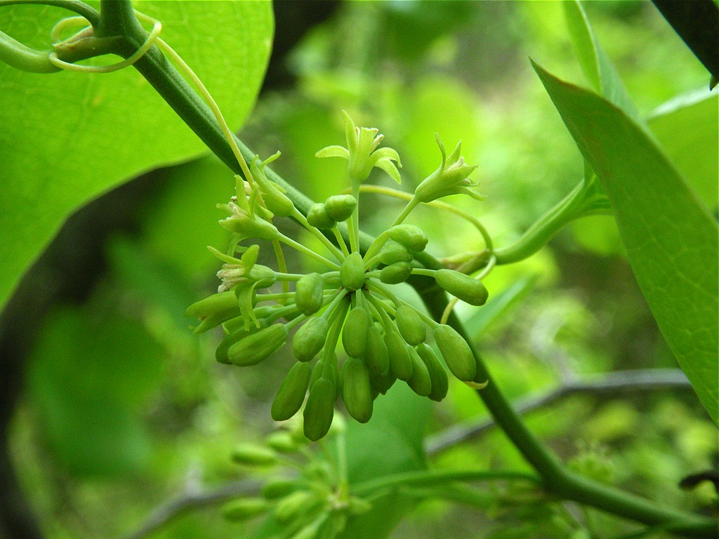 Smilax