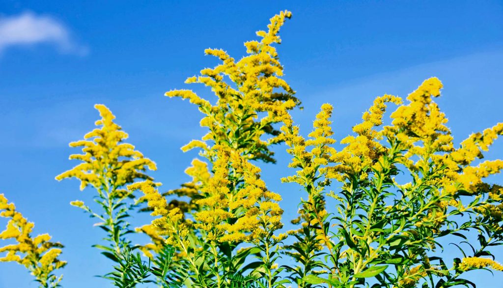 Solidago