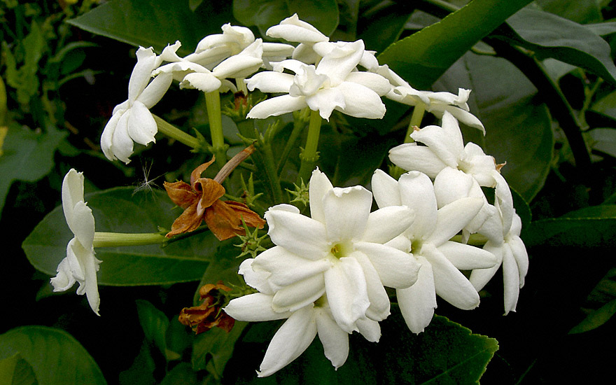 Stephanotis