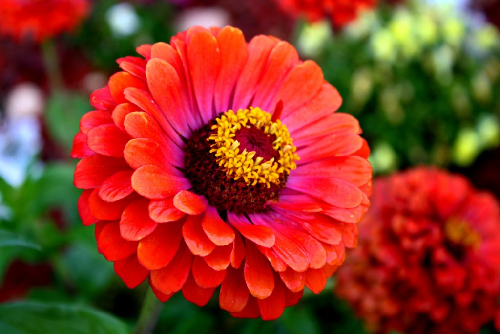 Zinnia