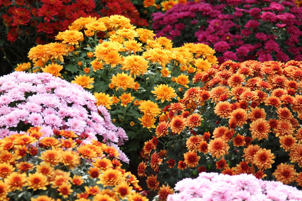 the-meaning-of-the-chrysanthemum-flower-the-flowers-express-philippines