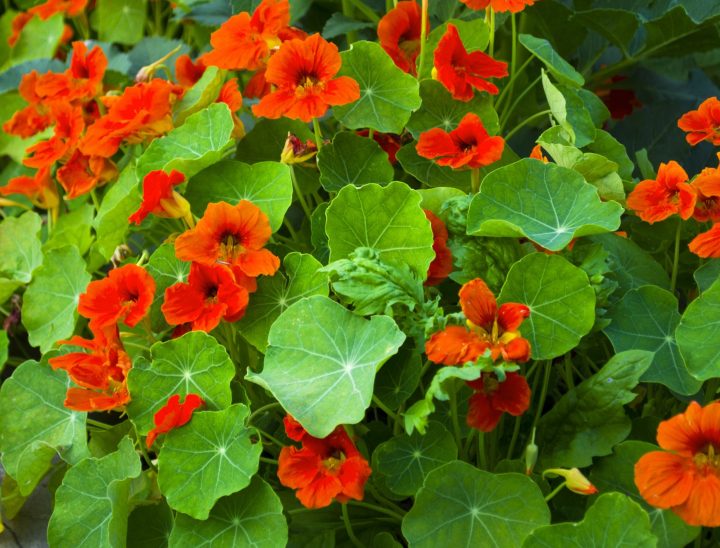 Nasturtium - The Flowers Express Philippines