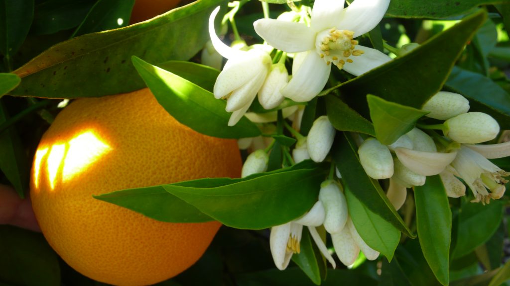 Orange Blossom