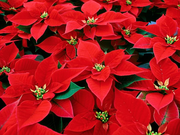 Poinsettia - The Flowers Express Philippines