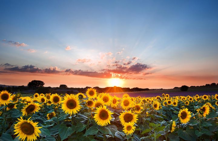 Sunflower - The Flowers Express Philippines