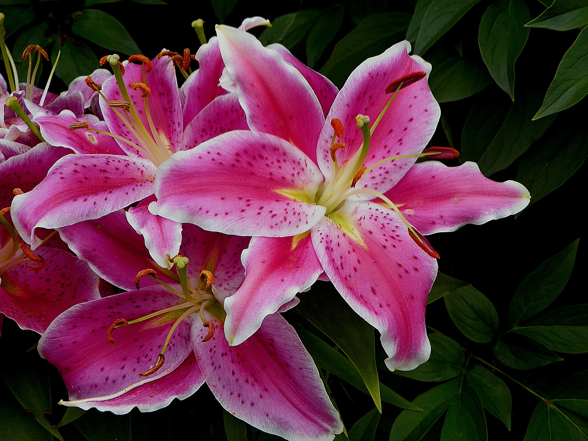 Stargazer Flower Its Meanings Symbolism The Flowers Express 